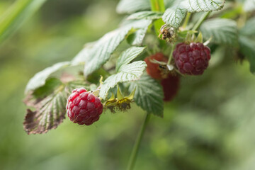 wild raspberry in the nature