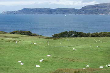 sheeps in the field and sea in Scotland