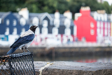 hooden crow is sitting in port of tobermory