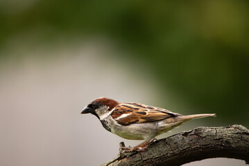photograph of a garden sparrow perched on a branch with copy space