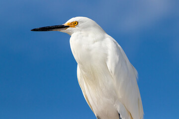 Snowy Egret perched and watching the beach. Closeup view of this magnificent bird.