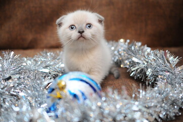 small white kitten of the Scottish breed in New Year's tinsel with a New Year's toy on a brown...