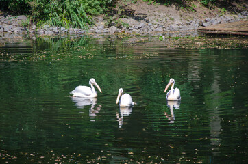 swan on the lake