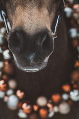 Naklejka premium Pferd/Pony weihnachtlich