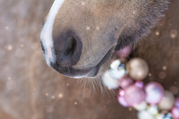 Pferd/Pony weihnachtlich