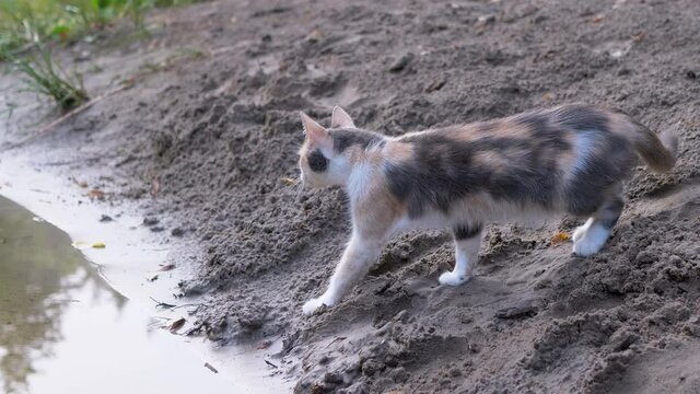 A Homeless Hungry Tricolor Cat Hunts near the River Bank on Frogs. Cat slowly sneaks near water along the coast by wet sand to attack, to catch prey. Predator attack. Survival in wild nature. 4K.