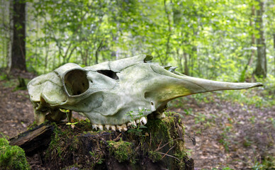 The skull of a dead elk in a forest environment, side view from the right.