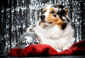 disco dog at party