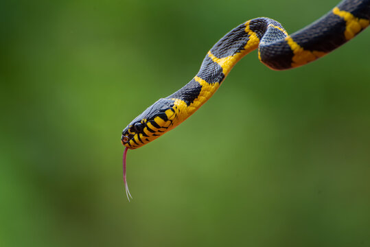 The gold-ringed cat snake in various position