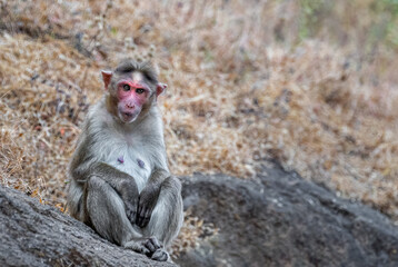 Fototapeta premium Monkey sitting on a rock