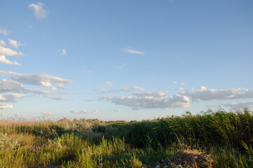 grass and sky