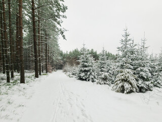 Zima w lesie, drzewa i droga pokryte warstwą śniegu.