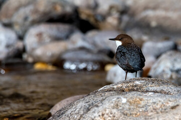 Close up of white-throated dipper or Cinclus cinclus