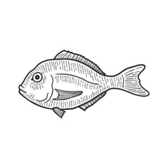 Dorado fish. Isolated on white. Hand-drawn style. Vector illustration.