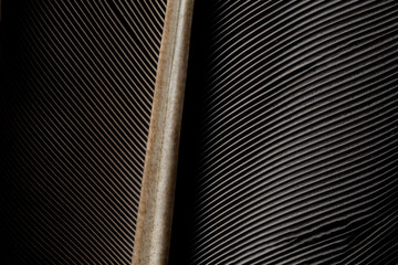 Black macro feather,Black raven feathers ,Serbia, Feather, Macrophotography, Black Color, Gray Color,Raven feather in macro view ,Feather, Germany, Backgrounds, Bird, Black Color,Abstract, Art
