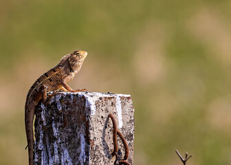 Chameleon sitting on a pillar