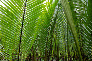 Fototapeta na wymiar Rain forest banner background. Green palm leaves in tropical rainforest. Dioon edule Plant, also known as chestnut dioon, palma de la virgen, Cycad palm 