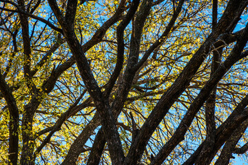 Looking through the trees