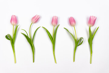 Set of five pink tulips isolated on white background. Valentines Day, Womans Day (March 8), Mothers Day, Easter. © Atlas