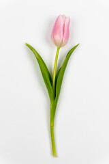 One pink tulip with green stem and leaves isolated on white background. Spring Flower. Valentine's Day, Women's Day, Mother's Day, Birthday.