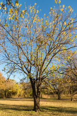 Obraz premium autumn trees in the park