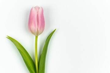 One pink tulip with green stem and leaves isolated on white background with copy space. Spring Flower. Valentine's Day, Women's Day, Mother's Day, Birthday.