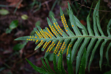 Limestone polypiody fern green fronds with yellow sori on leaflets underside