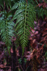 Irish spleenwort green fronds