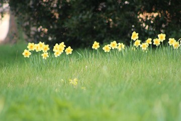 Tulipes jaunes dans un champs, Château de Highclere, Downton Abbey, Berkshire, Angleterre