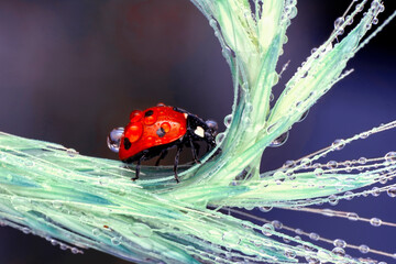 Extreme macro shots, Beautiful ladybug on flower leaf defocused background.