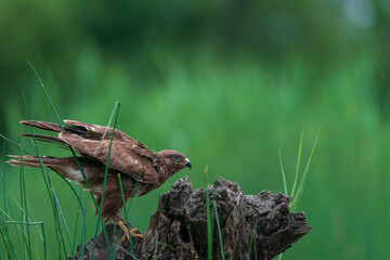 The common buzzard (Buteo buteo) 