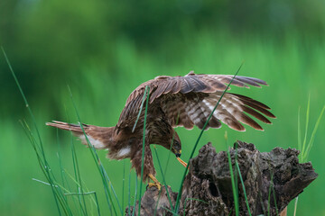 The common buzzard (Buteo buteo) 