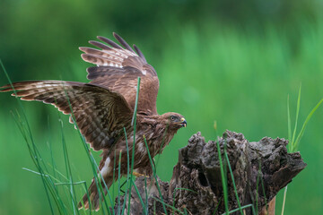 The common buzzard (Buteo buteo) 