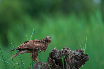 The common buzzard (Buteo buteo) 