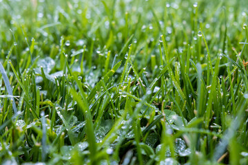 green grass background