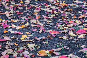 Bacground of fallen leaves