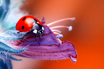 Extreme macro shots, Beautiful ladybug on flower leaf defocused background.
