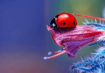 Fototapeten Extreme macro shots, Beautiful ladybug on flower leaf defocused background. © blackdiamond67