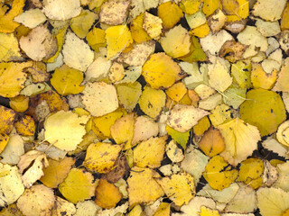 yellow autumn leaves lie on the ground and look like gold coins