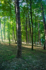 path in the forest