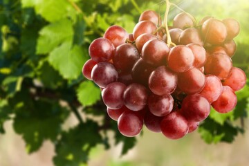 Red grape cluster with green leaves on a background.