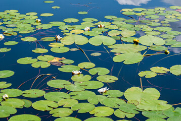 A field of blooming water lilies on an absolutely smooth lake.