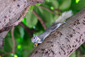 Squirrel eating food on the tree