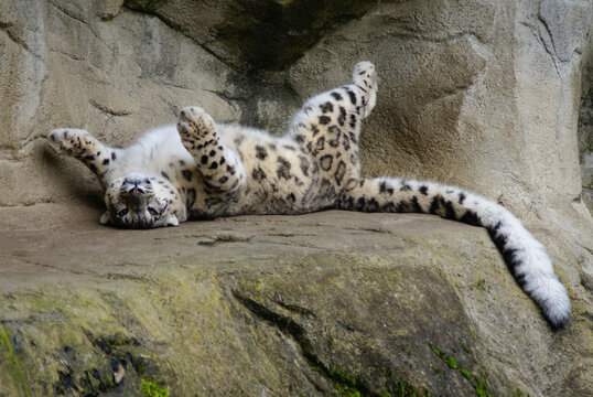 Schneeleopard entspannt auf R&uuml;cken liegend, Zoo Z&uuml;rich