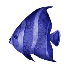 French angelfish  isolated on white. Pomacanthus paru watercolor illustration