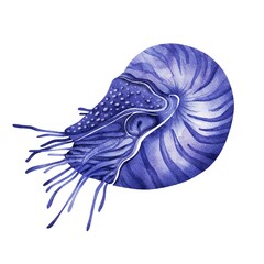 Nautilus isolated on white. Watercolor animal illustration