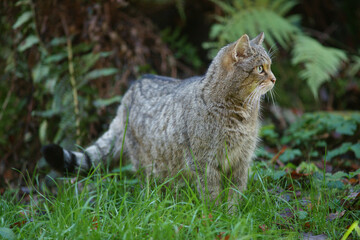 Wildkatze im Tierpark Langenberg, Zürich