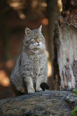 Obraz premium Wildkatze im Tierpark Langenberg, Zürich