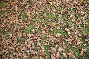 autunno