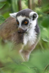 Lemur through the foliage